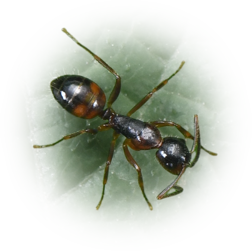 Camponotus nipponensis
