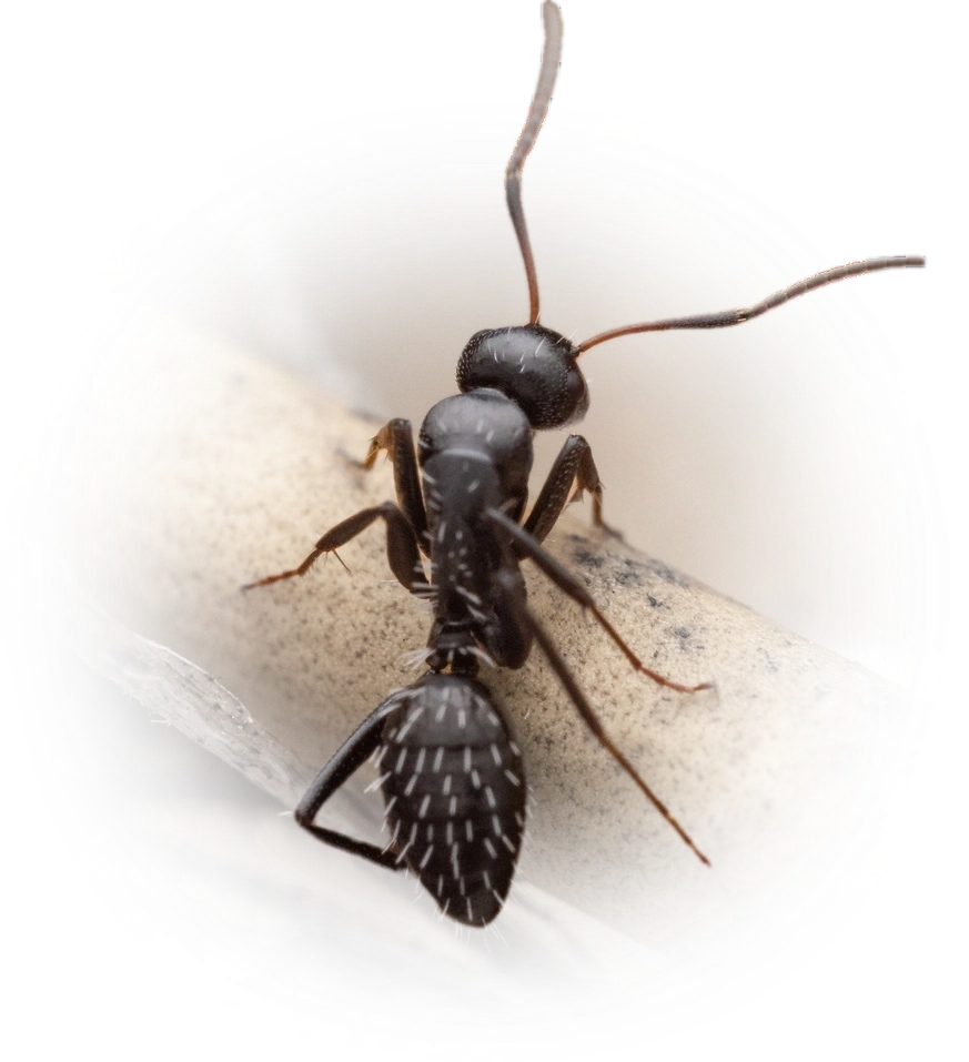 Camponotus niveosetosus