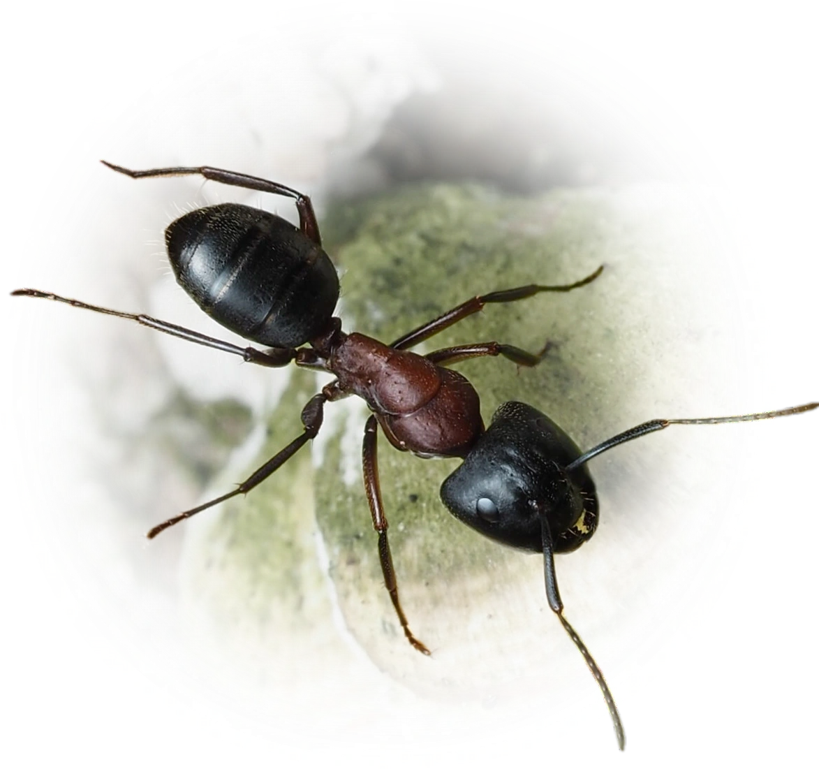 Camponotus novaeboracensis