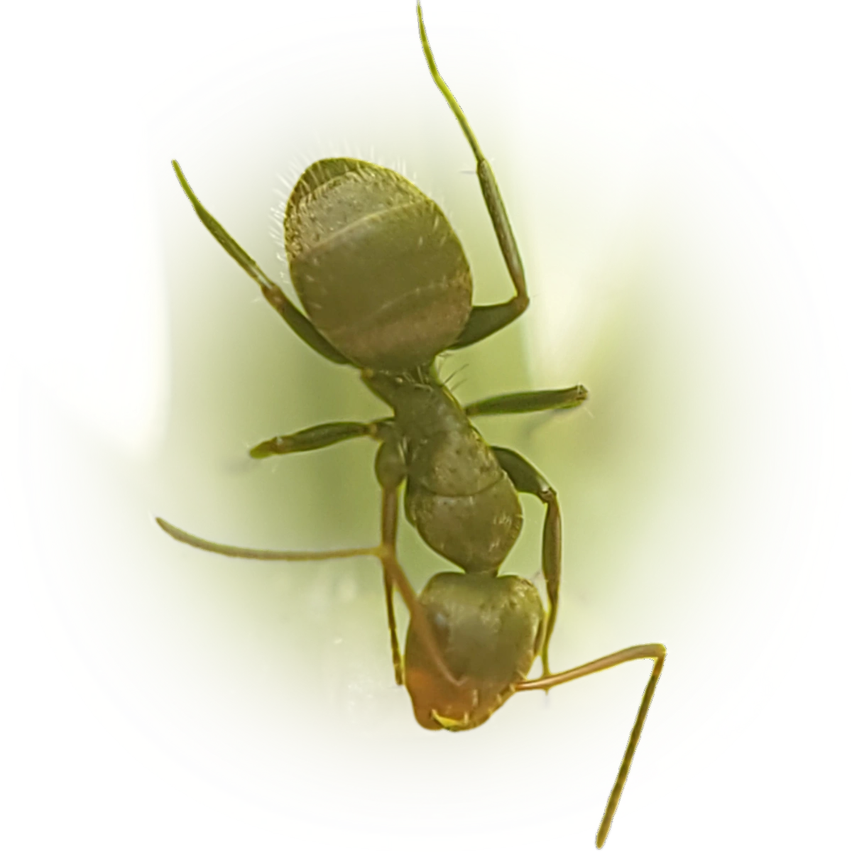 Camponotus novogranadensis