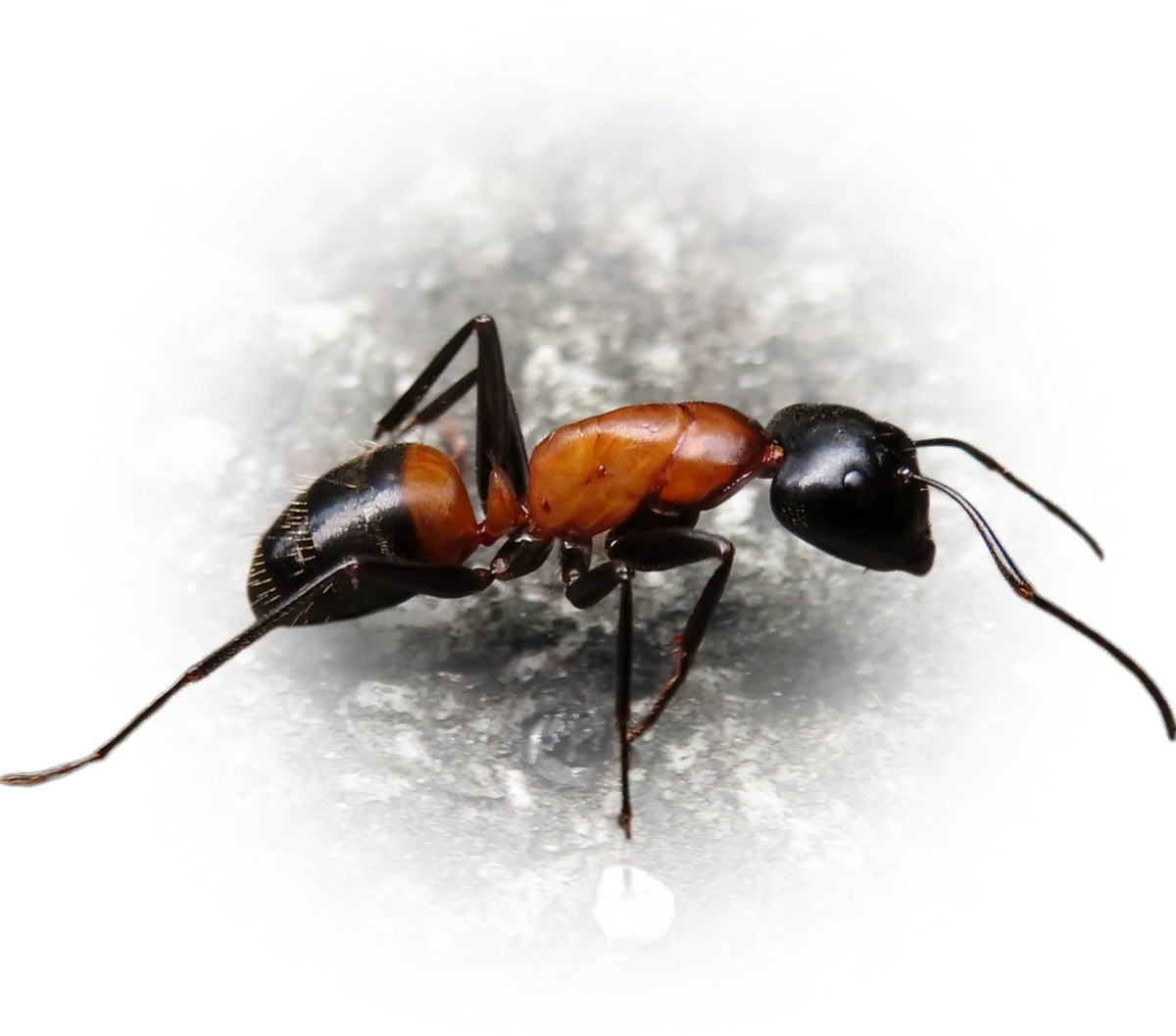 Scientific illustration of Camponotus obscuripes ant - showing key identification features including head, thorax, and gaster.