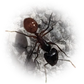Camponotus ocreatus