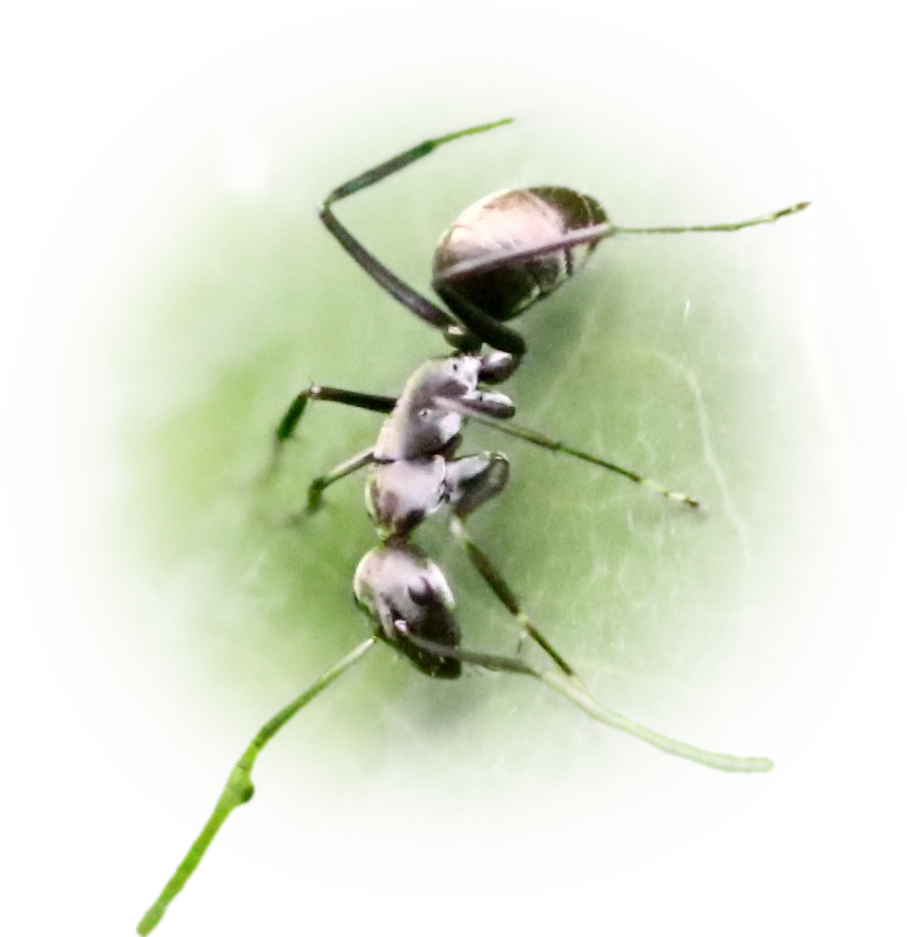 Scientific illustration of Camponotus parius ant - showing key identification features including head, thorax, and gaster.