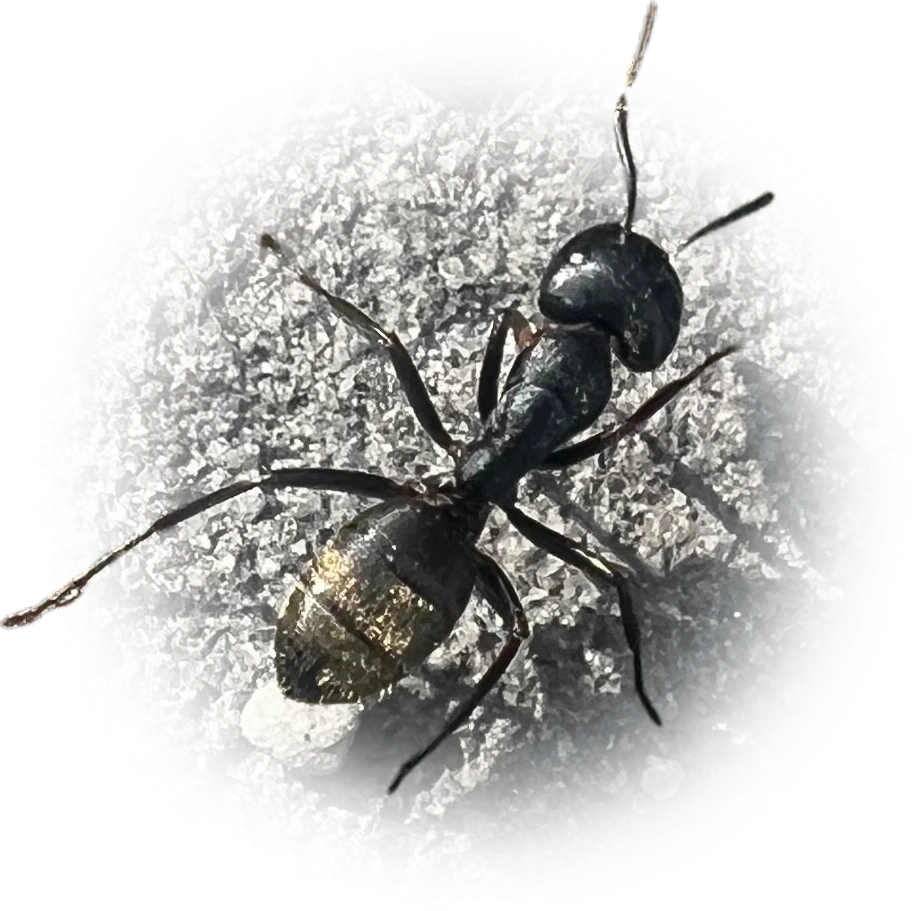 Scientific illustration of Camponotus maynei ant - showing key identification features including head, thorax, and gaster.