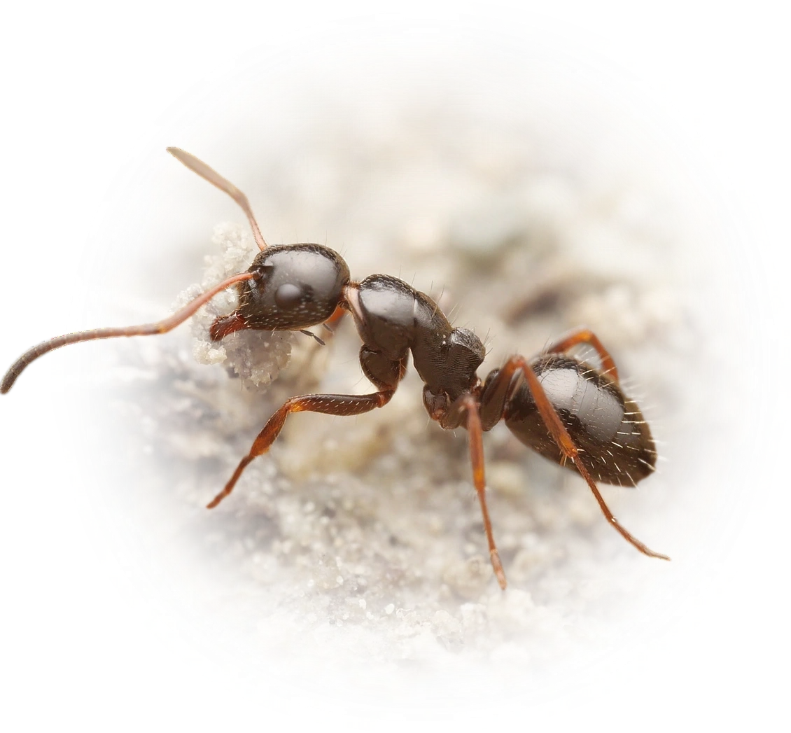 Scientific illustration of Camponotus piceus ant - showing key identification features including head, thorax, and gaster.