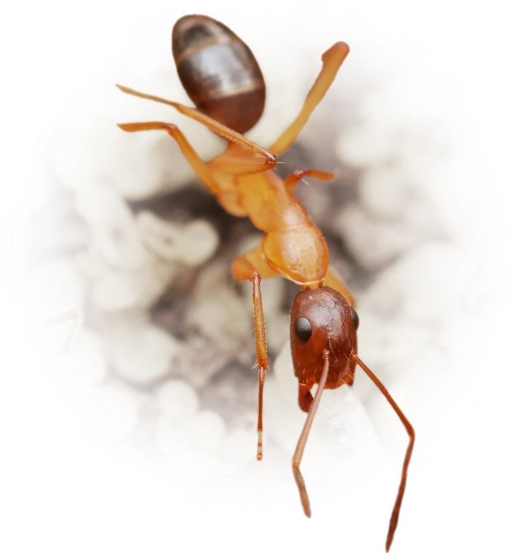 Camponotus pilicornis