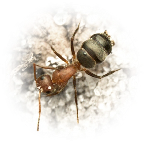 Scientific illustration of Camponotus planatus ant - showing key identification features including head, thorax, and gaster.