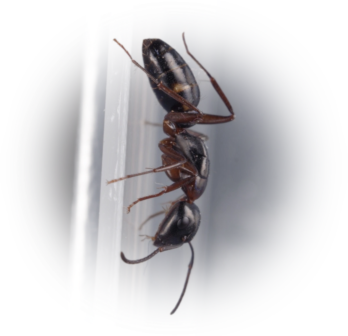 Camponotus quadrinotatus