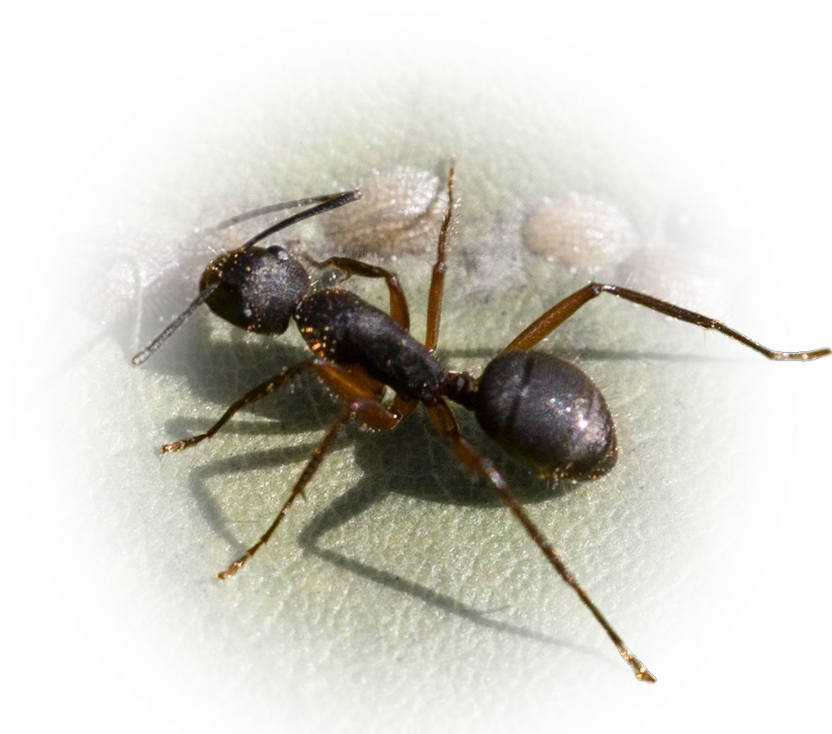 Scientific illustration of Camponotus renggeri ant - showing key identification features including head, thorax, and gaster.
