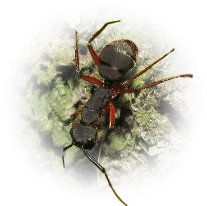 Scientific illustration of Camponotus rufipes ant - showing key identification features including head, thorax, and gaster.