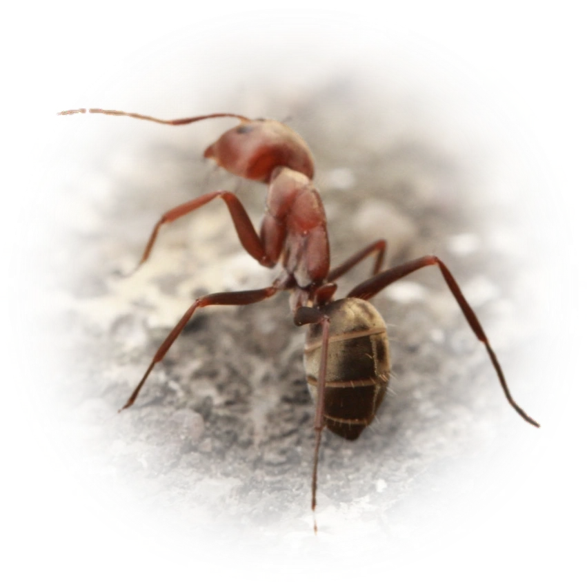 Camponotus rufoglaucus