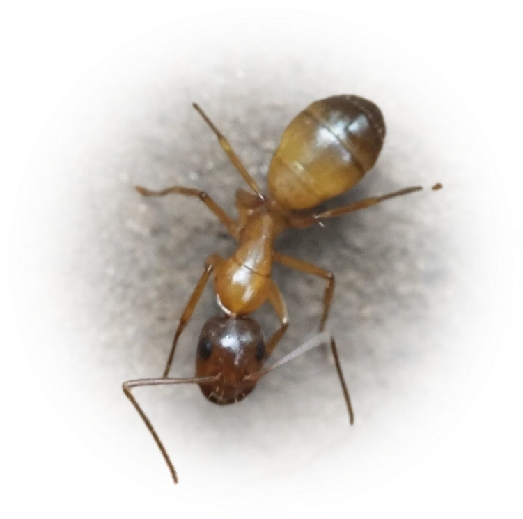 Scientific illustration of Camponotus sansabeanus ant - showing key identification features including head, thorax, and gaster.