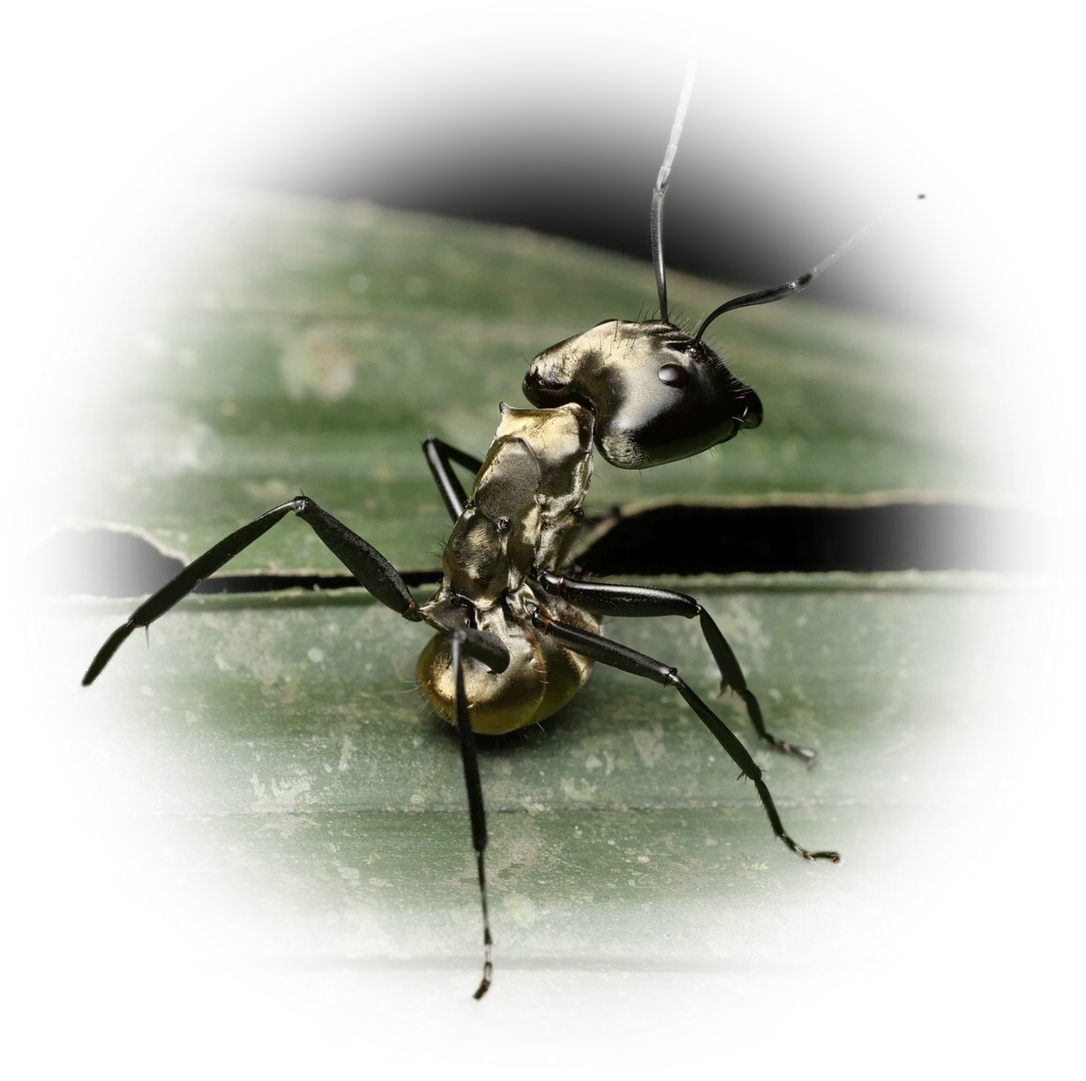 Camponotus sericeiventris