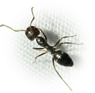 Camponotus sexguttatus
