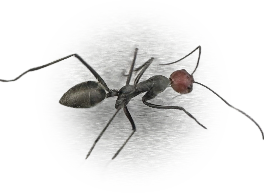 Scientific illustration of Camponotus singularis ant - showing key identification features including head, thorax, and gaster.