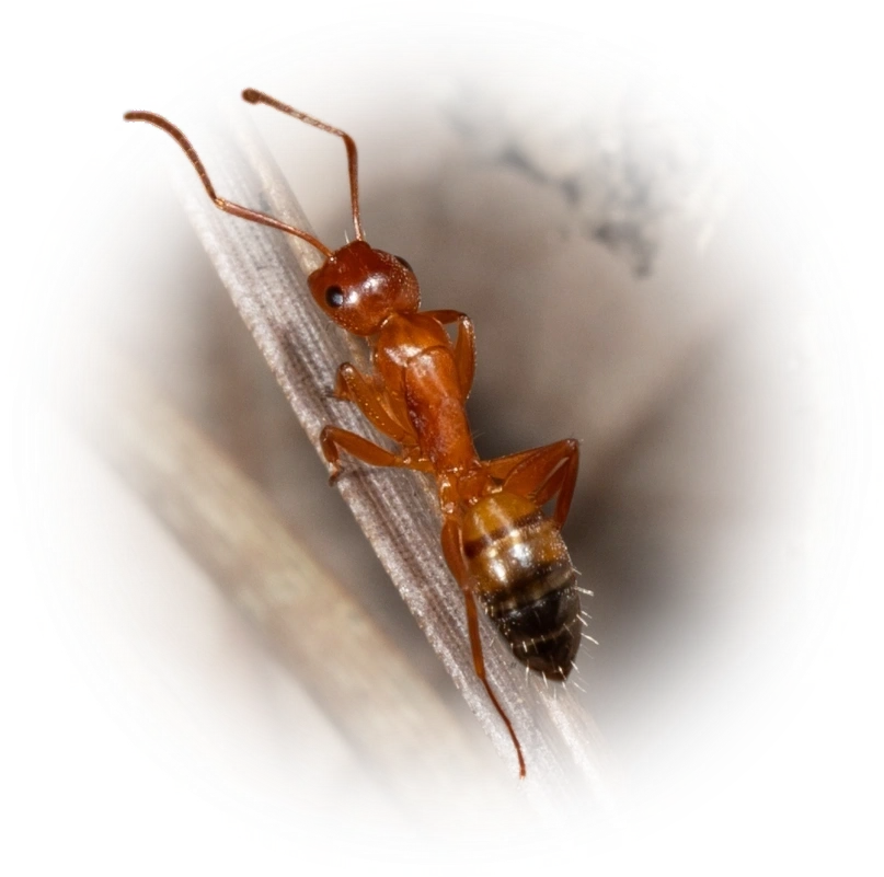 Scientific illustration of Camponotus snellingi ant - showing key identification features including head, thorax, and gaster.