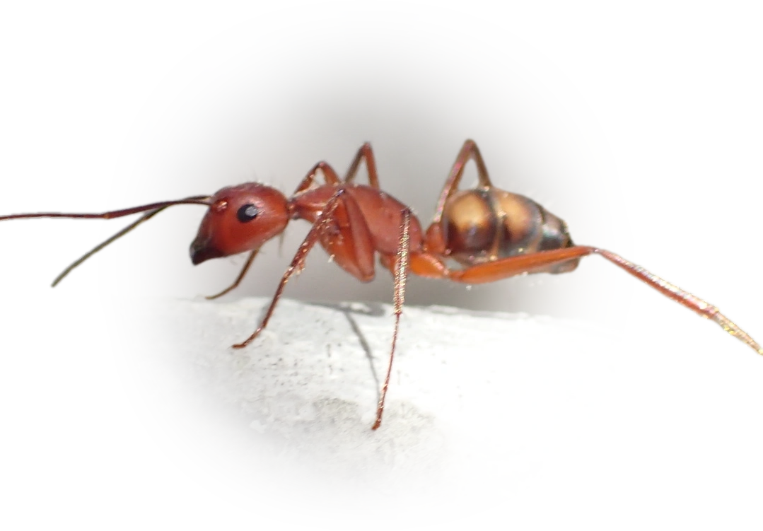 Scientific illustration of Camponotus socius ant - showing key identification features including head, thorax, and gaster.