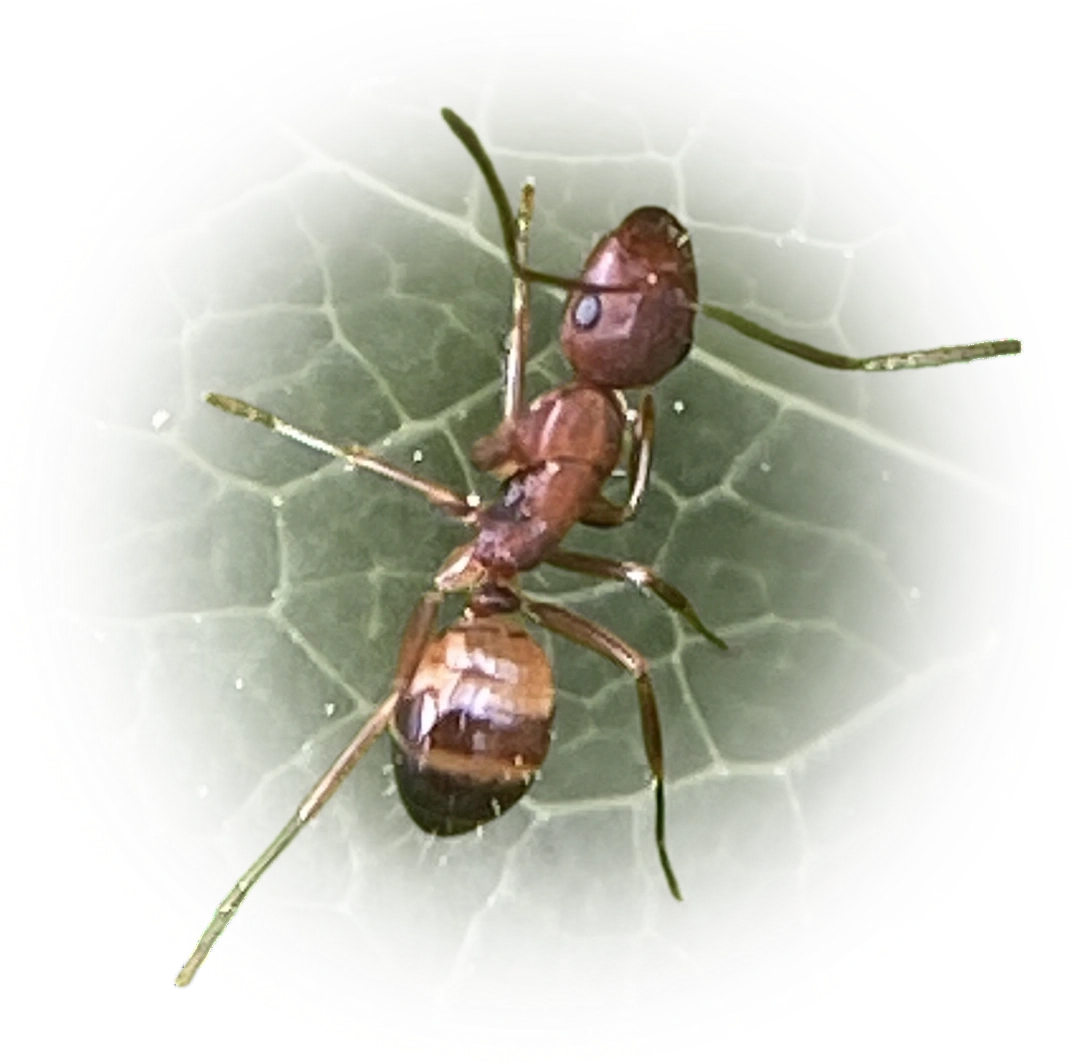 Camponotus subbarbatus