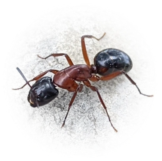 Camponotus texanus
