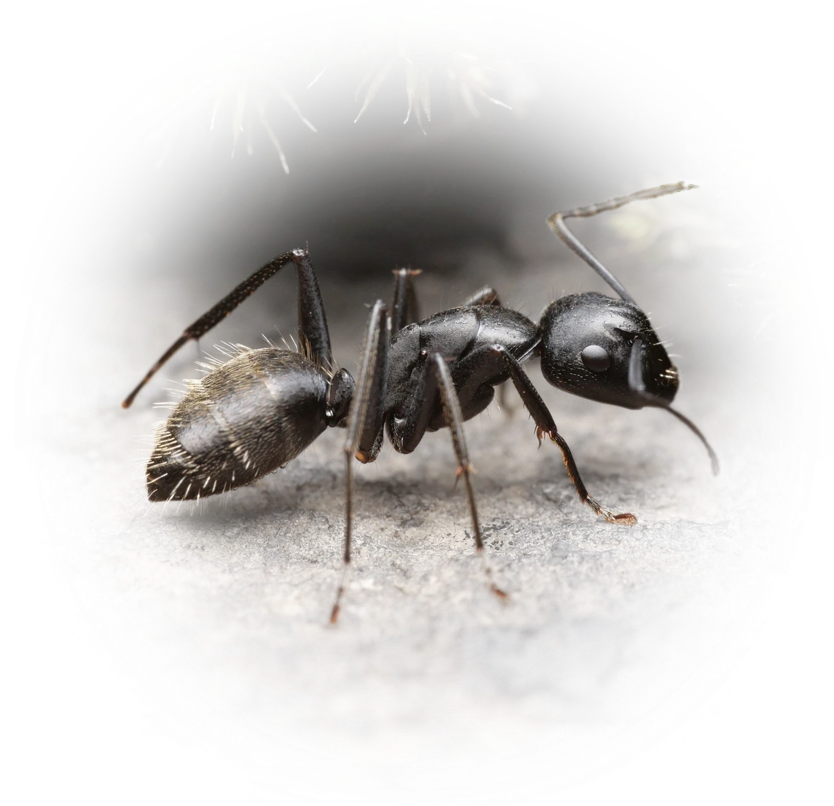 Camponotus vagus