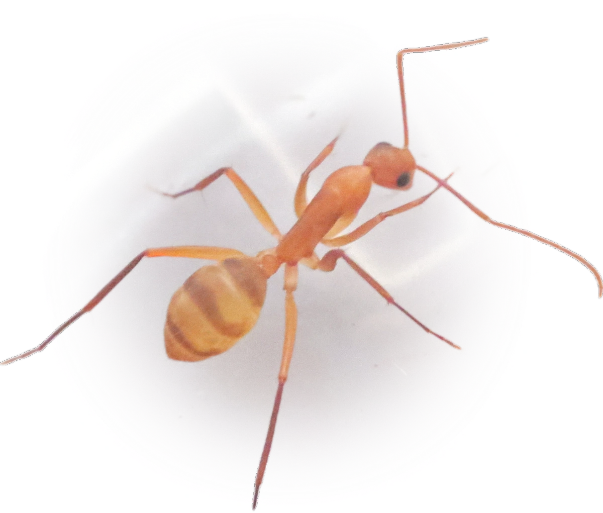 Scientific illustration of Camponotus variegatus ant - showing key identification features including head, thorax, and gaster.