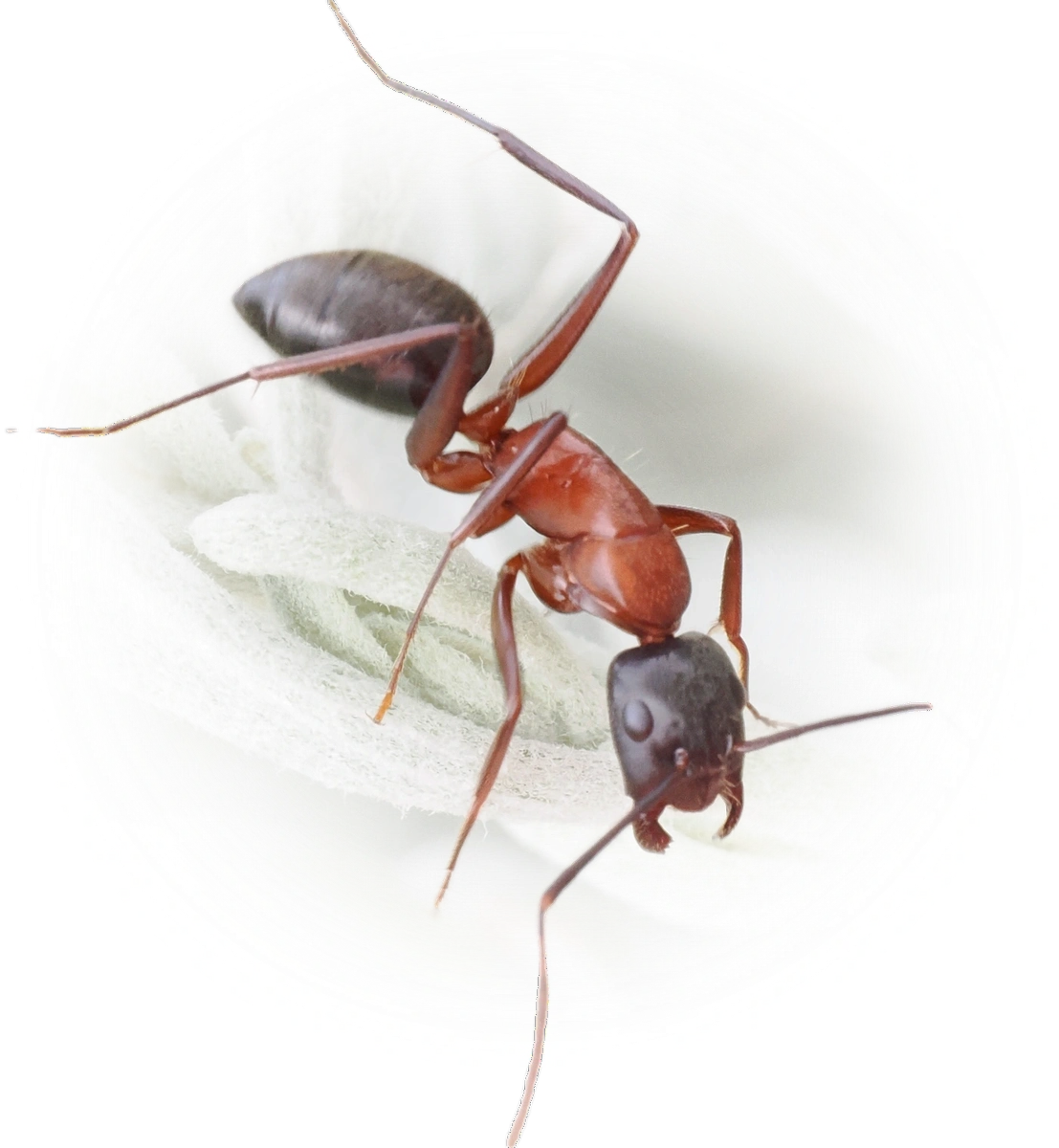 Scientific illustration of Camponotus vicinus ant - showing key identification features including head, thorax, and gaster.