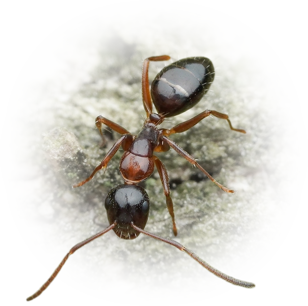 Camponotus vitiosus