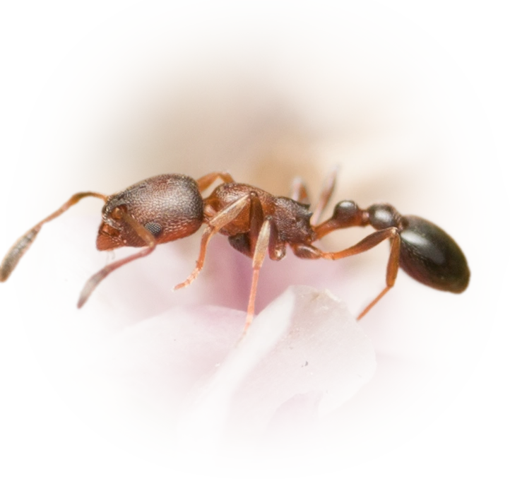 Cardiocondyla mauritanica