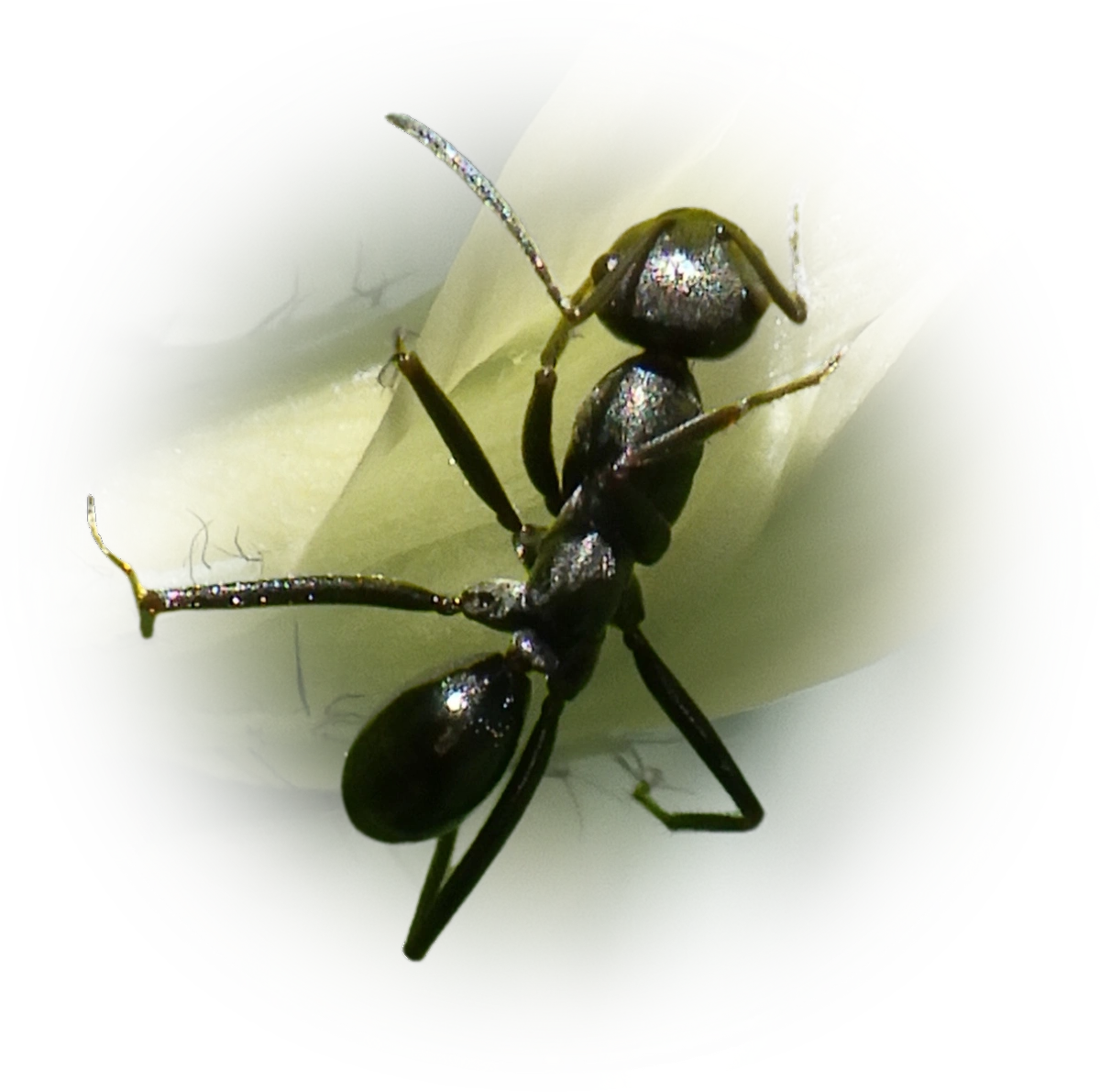 Cataglyphis aenescens