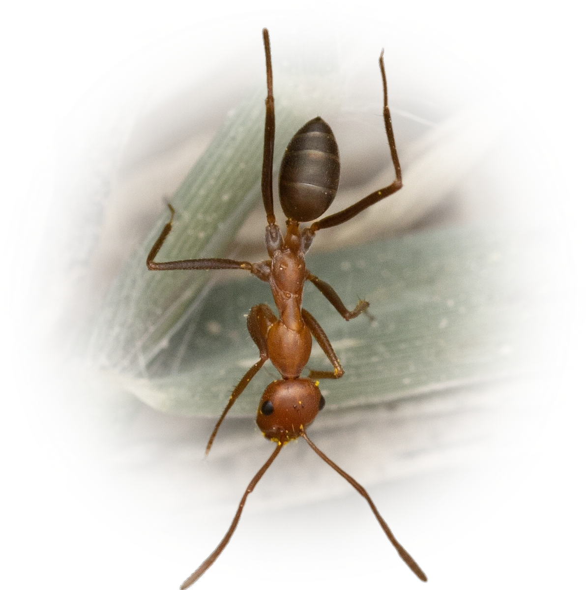 Scientific illustration of Cataglyphis velox ant - showing key identification features including head, thorax, and gaster.