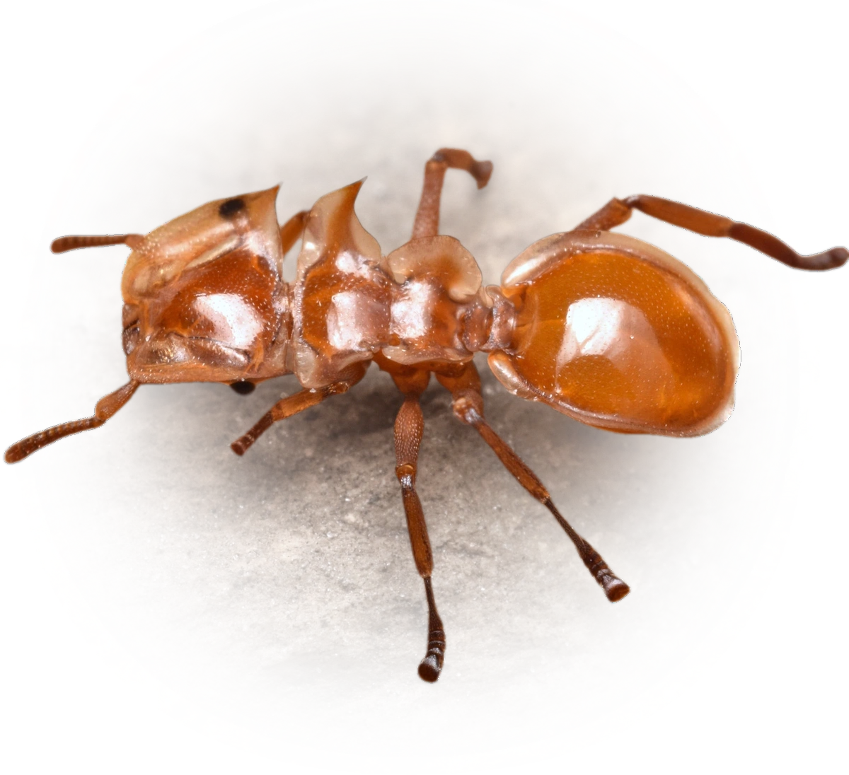 Scientific illustration of Cephalotes clypeatus ant - showing key identification features including head, thorax, and gaster.