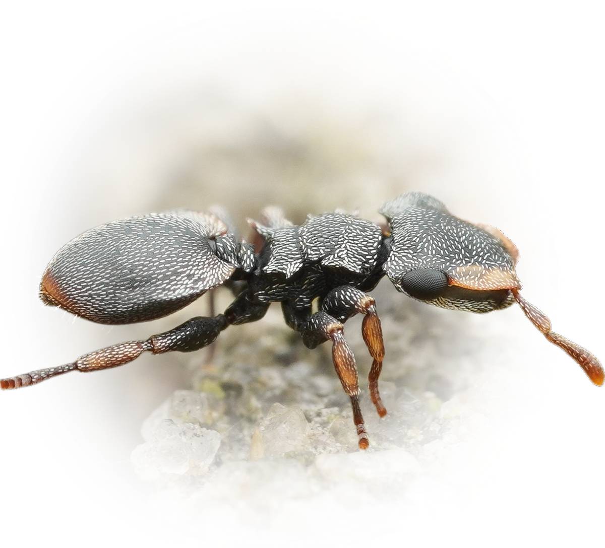 Scientific illustration of Cephalotes minutus ant - showing key identification features including head, thorax, and gaster.