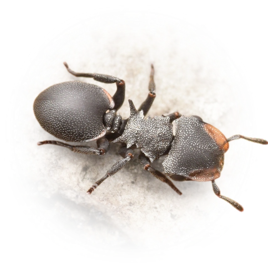 Cephalotes pusillus