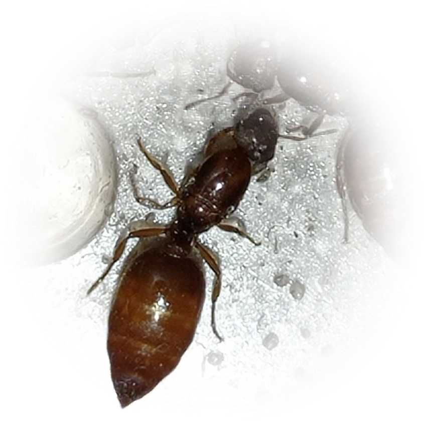Crematogaster abstinens