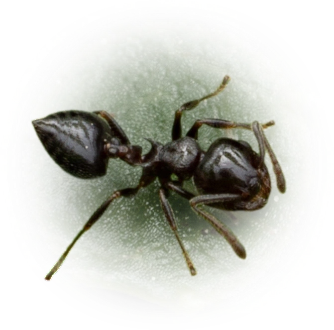 Crematogaster ashmeadi