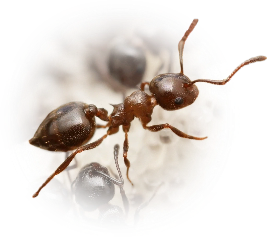Crematogaster auberti