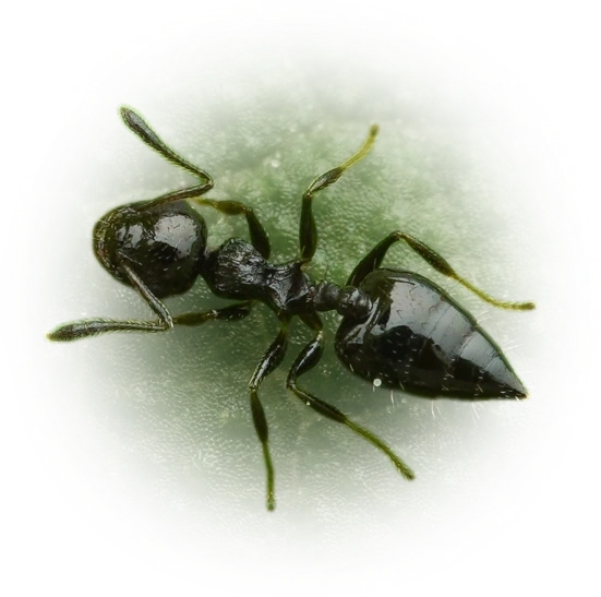 Crematogaster carinata