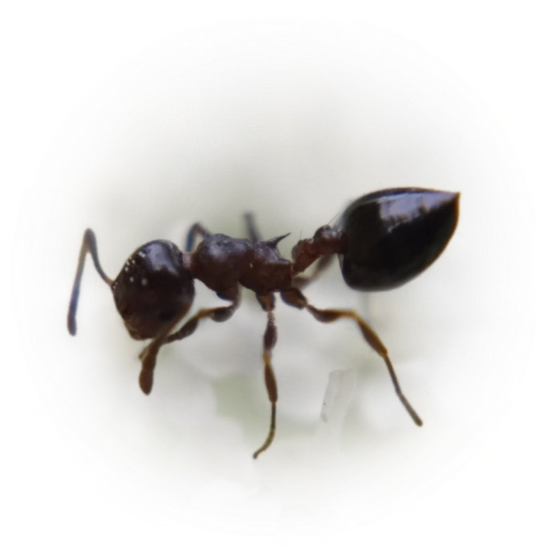 Scientific illustration of Crematogaster cerasi ant - showing key identification features including head, thorax, and gaster.