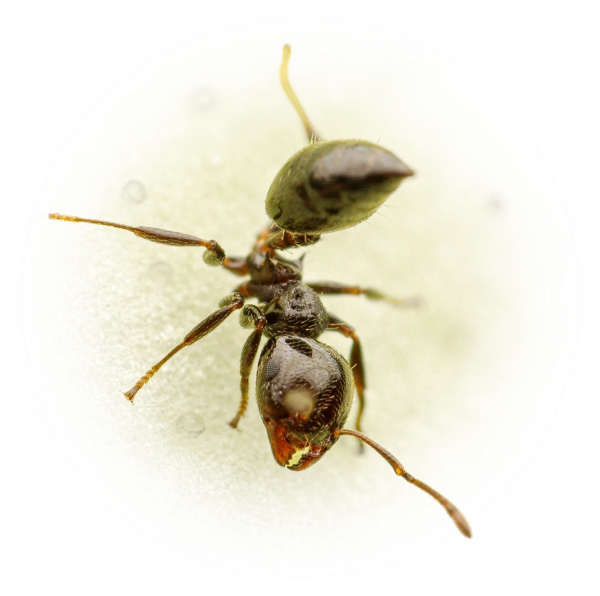 Crematogaster crinosa