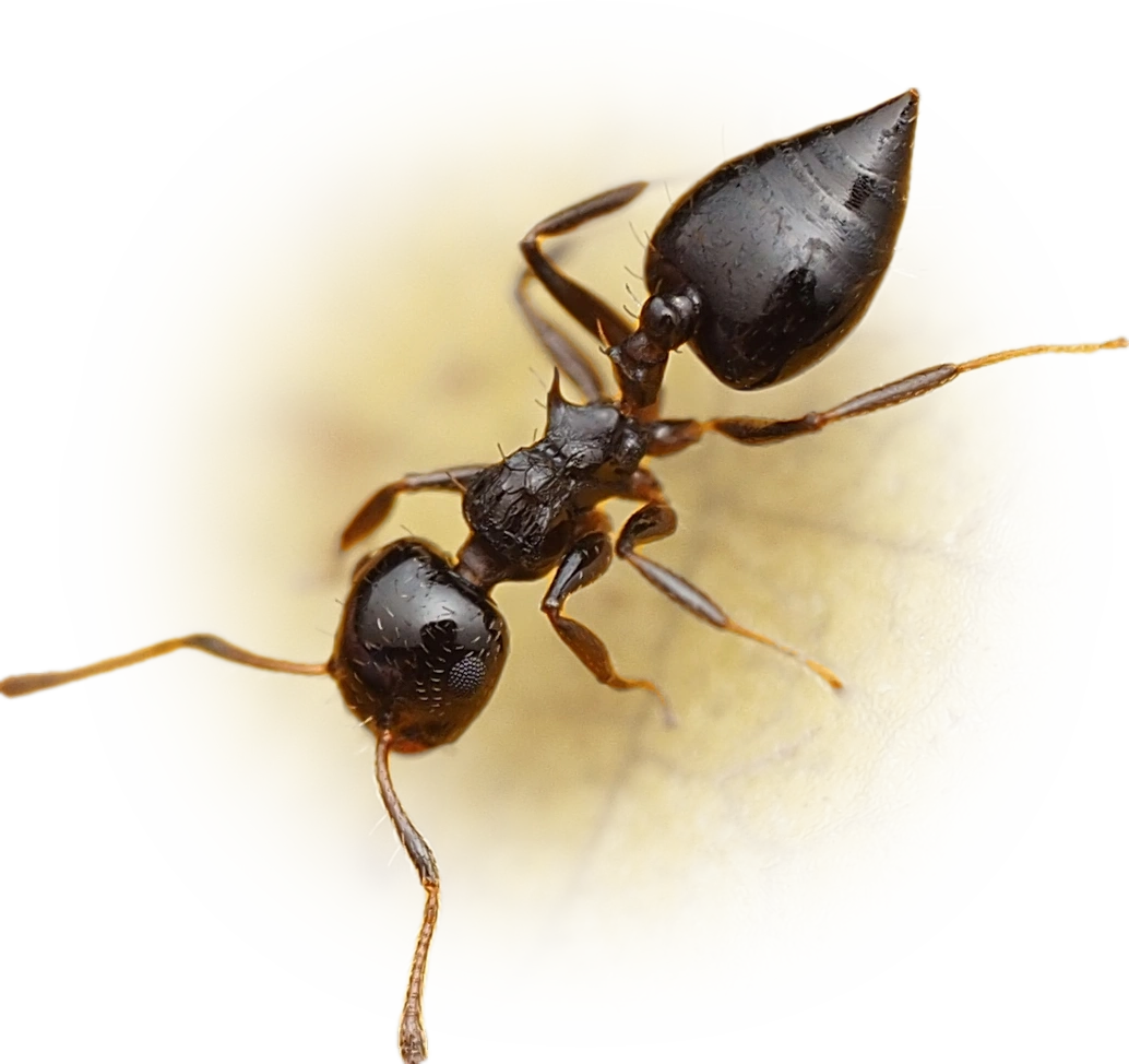 Crematogaster curvispinosa