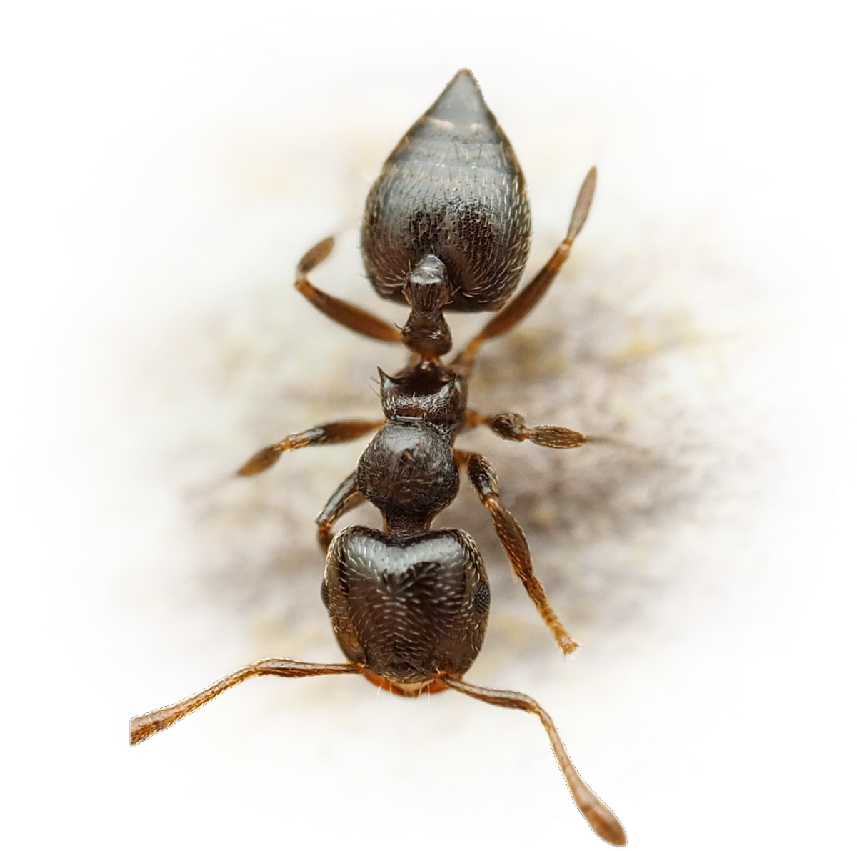 Crematogaster erecta