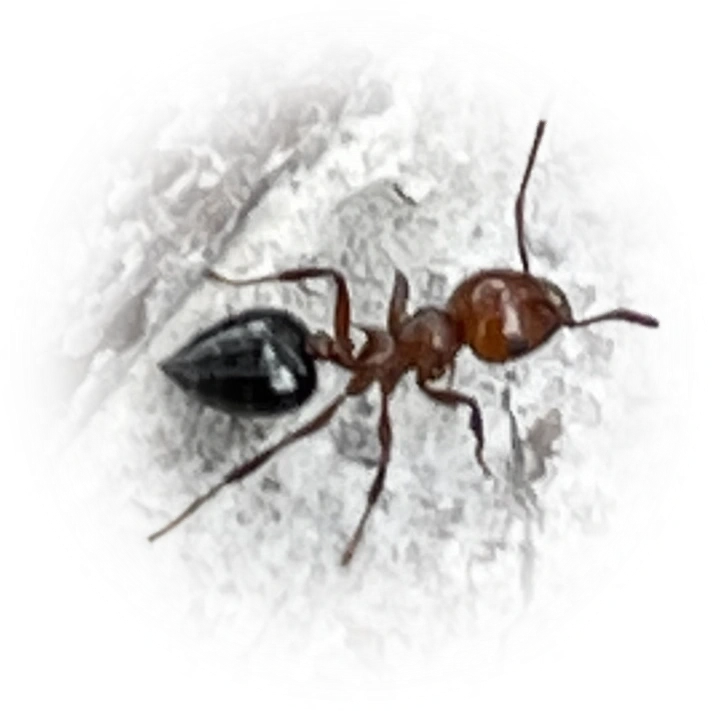Scientific illustration of Crematogaster laeviuscula ant - showing key identification features including head, thorax, and gaster.