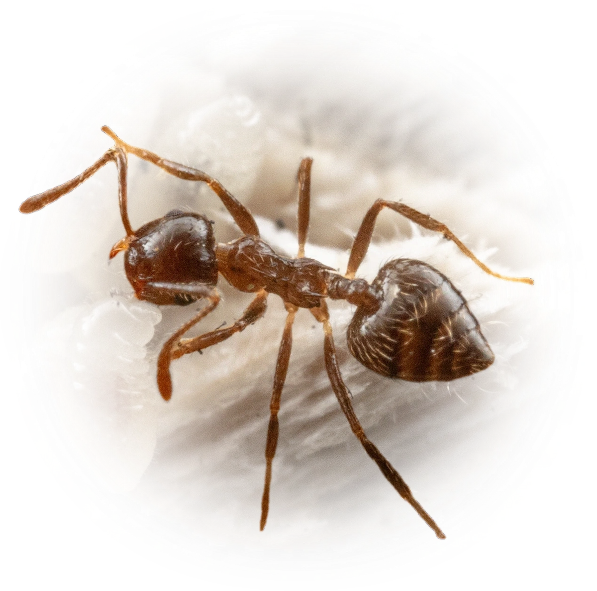 Scientific illustration of Crematogaster limata ant - showing key identification features including head, thorax, and gaster.