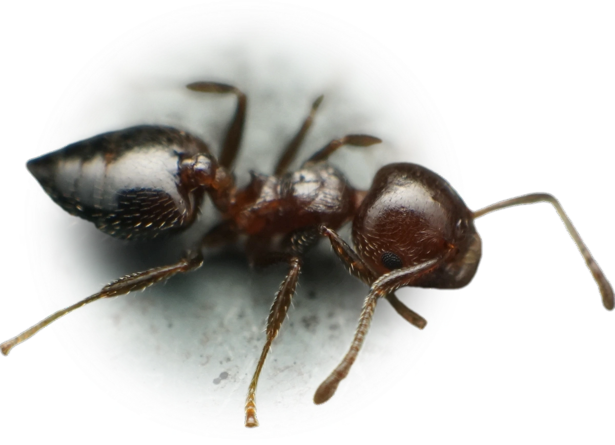 Crematogaster matsumurai