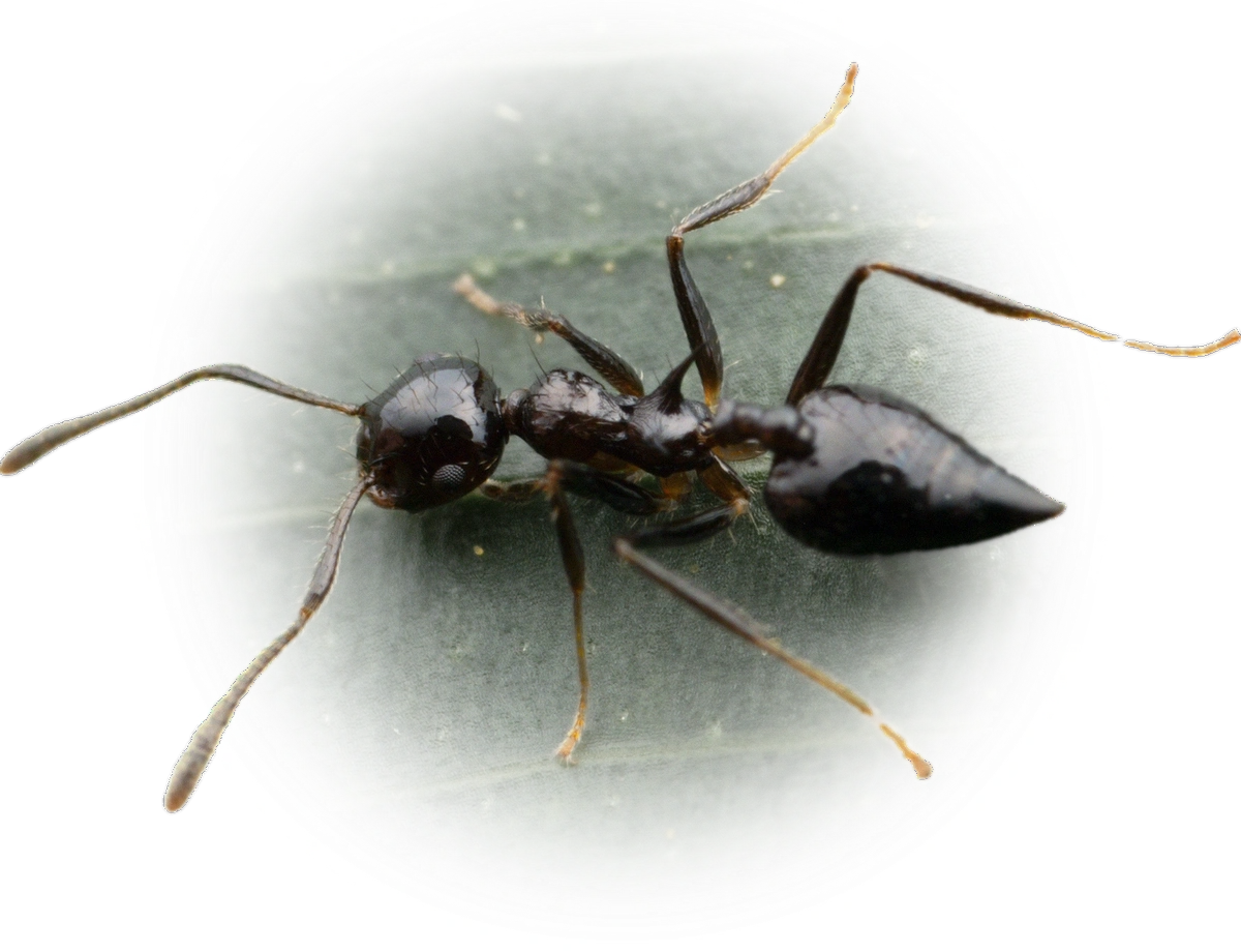 Crematogaster nigropilosa