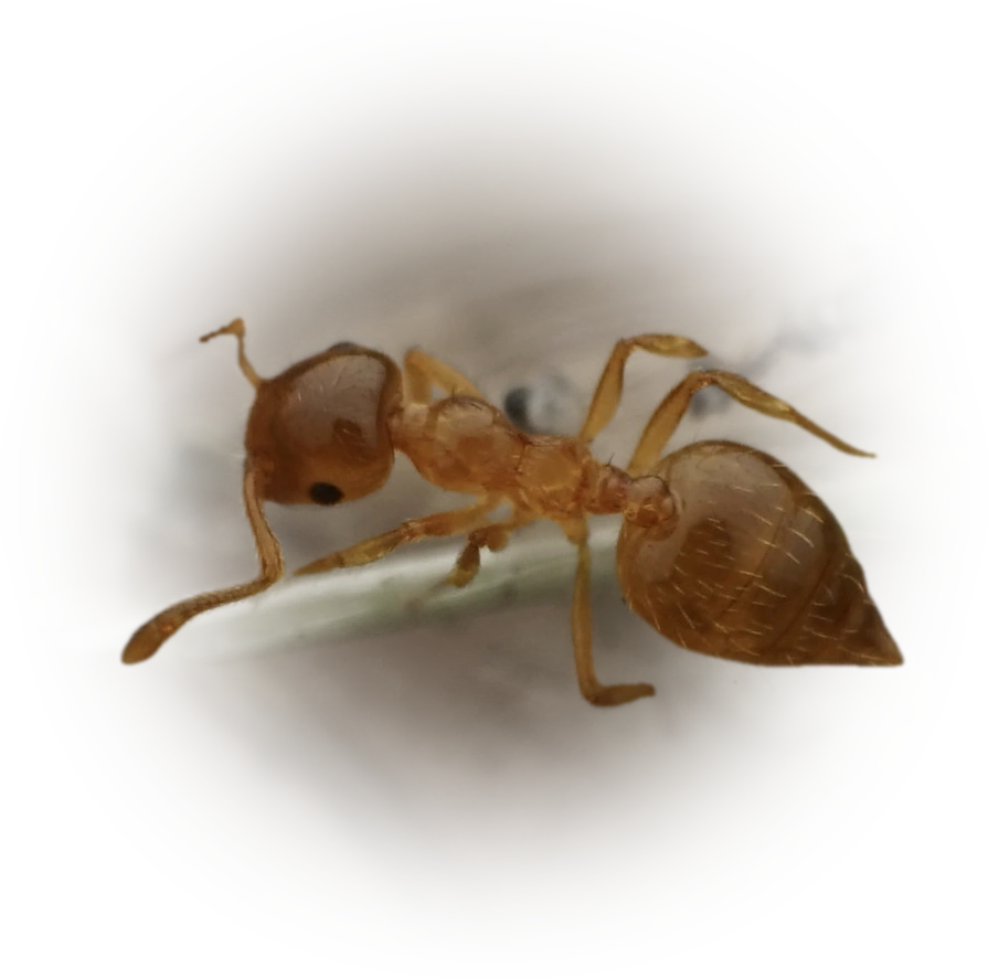 Crematogaster osakensis