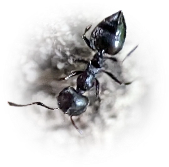 Scientific illustration of Crematogaster peringueyi ant - showing key identification features including head, thorax, and gaster.