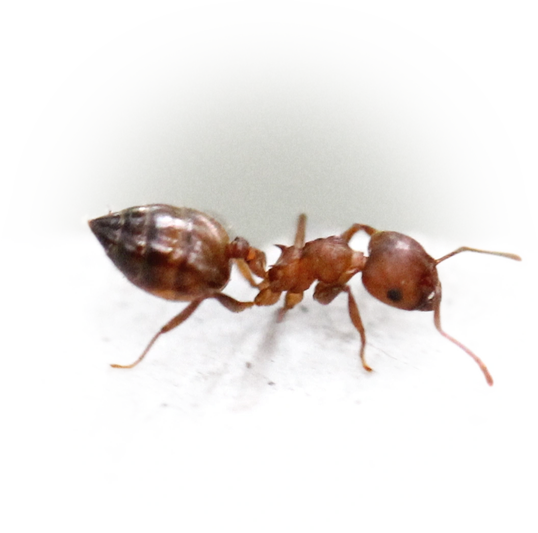 Crematogaster rogenhoferi