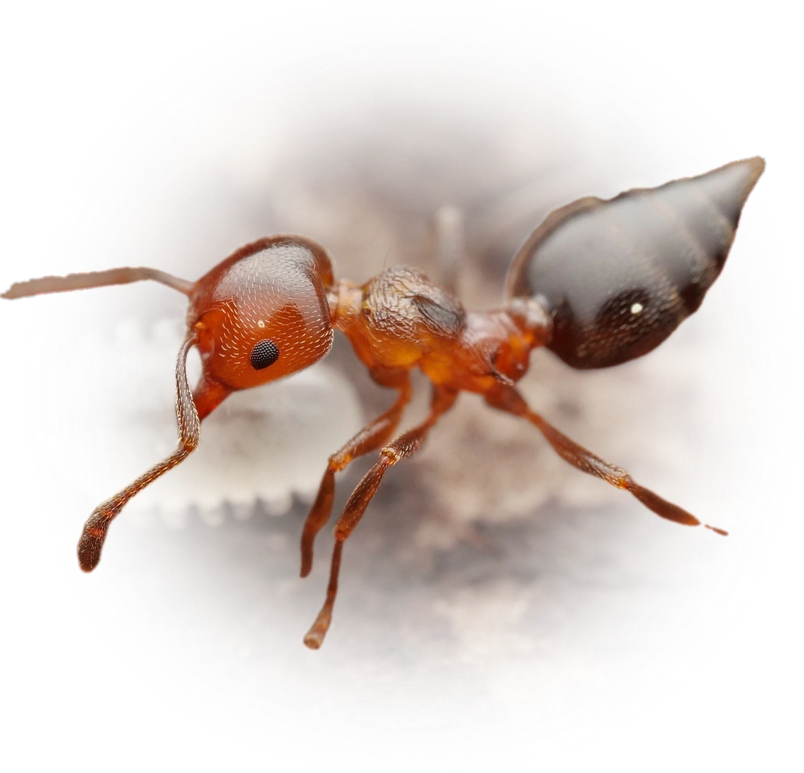 Crematogaster schmidti