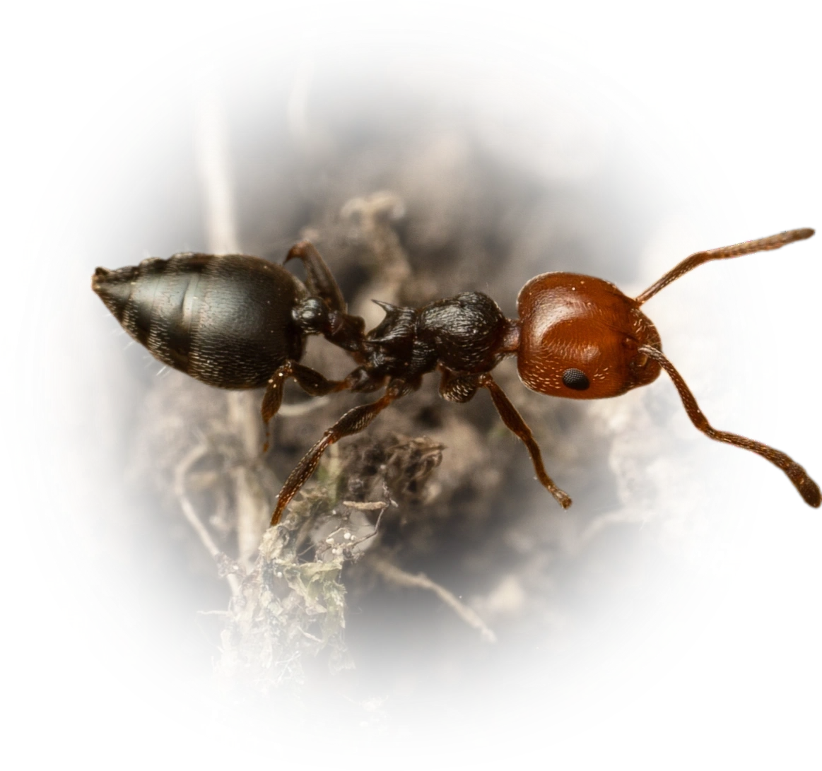 Scientific illustration of Crematogaster scutellaris ant - showing key identification features including head, thorax, and gaster.